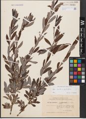 Foto von Salix aurita L. x Salix phylicifolia L.